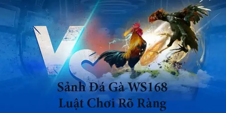 Toàn Tập Cách Chơi Đá Gà WS168 Tại AE6789 Cho Người Mới 1 Toàn Tập Cách Chơi Đá Gà WS168 Tại AE6789 Cho Người Mới