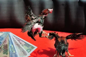 Bí Kíp Độc Quyền Về Cách Chơi Đá Gà Sabong Tại AE6789